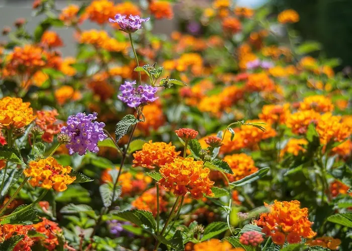 Szálloda Baia Di Nora Pula