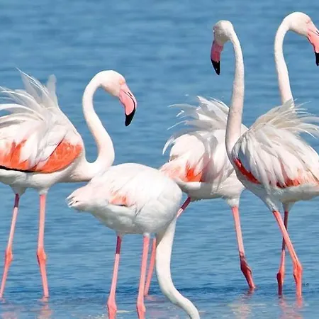 Baia Di Nora 4* Пула