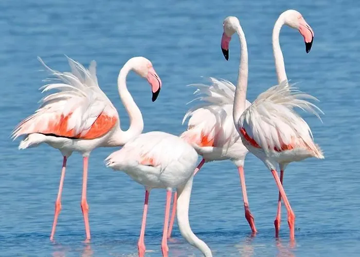 Baia Di Nora 4* Pula